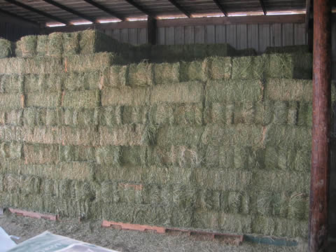 Alfalfa square bale hay